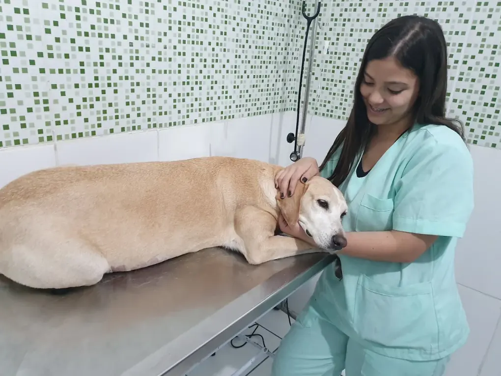 Veterinária do Vet Paulistano atendendo um cão na mesa de consulta
