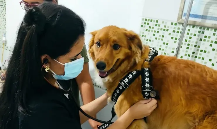 Veterinárias do Vet Paulistano examinando um golden retriever