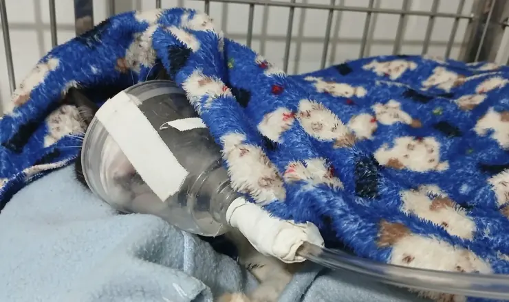 Paciente internado recebendo medicação no Vet Paulistano
