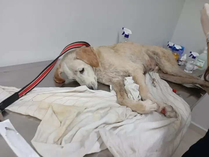 Cão em atendimento de emergência no Vet Paulistano